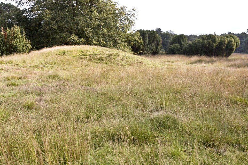 Zicht op grafheuvel op de Kampsheide bij Balloo
