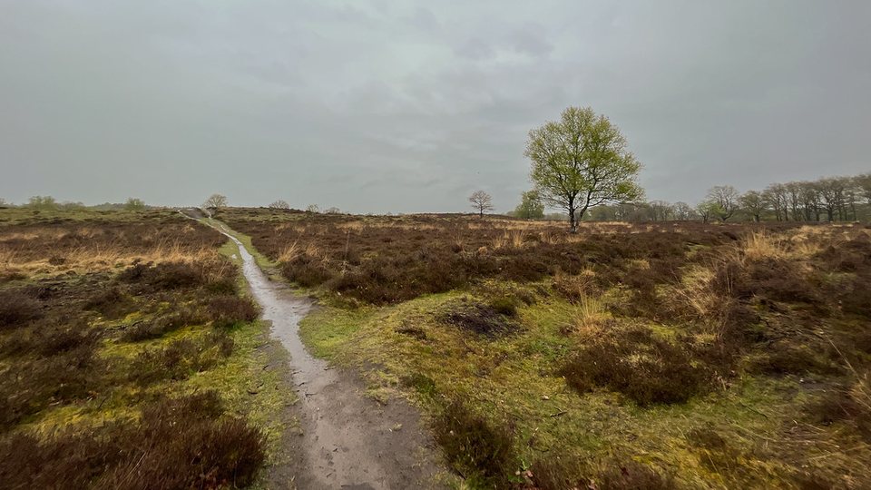 Een uitgesleten pad over de Gasterse Duinen, 5 mei 2023. Of dit een spoor van de oude handelsweg is, zegt de foto niet. De licentie staat geen bewerkingen toe, dus het beeld is alleen verkleind naar 960 pixels, niet bijgesneden; naamsvermelding verplicht en niet-commercieel. https://www.flickr.com/photos/jrubels/52873785535/