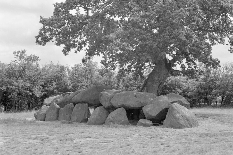 Hunebed D17 in 1965. De dekstenen liggen nog altijd deels in de grafkamer in plaats van erop, en rechts staat de eik die Van Giffen al roemde – de boom die later door de bliksem werd uitgehold en sindsdien met teer en ijzeren pennen overeind wordt gehouden.