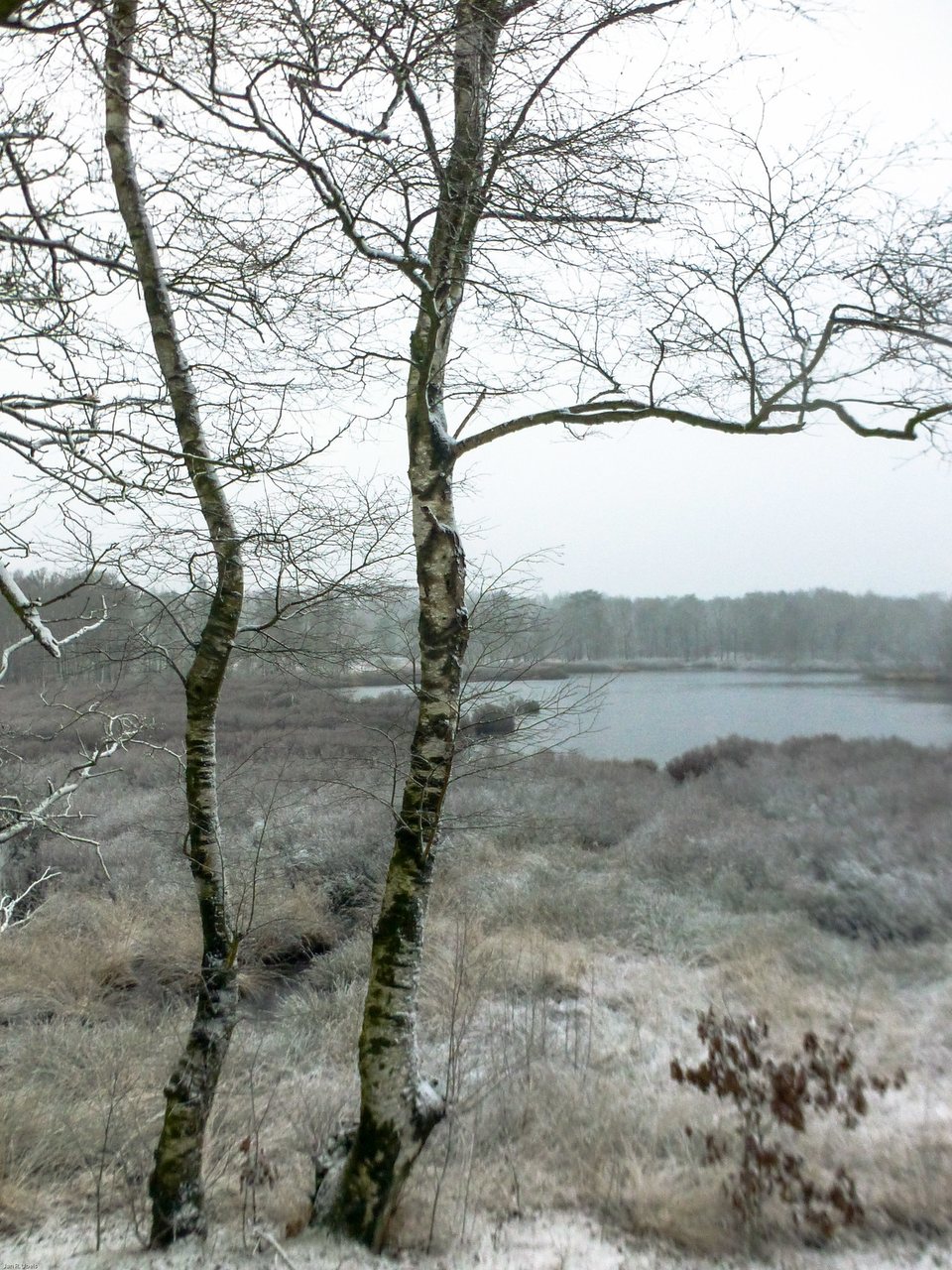 Het Siepelveen in de rijp, 10 december 2017, gezien vanaf de duinrug erboven. De licentie staat geen bewerkingen toe, dus het beeld is alleen verkleind naar 960 pixels, niet bijgesneden; naamsvermelding verplicht en niet-commercieel. https://www.flickr.com/photos/jrubels/24100242037/