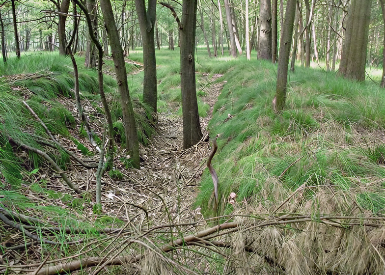De loopgraaf in het Strubben-Kniphorstbos