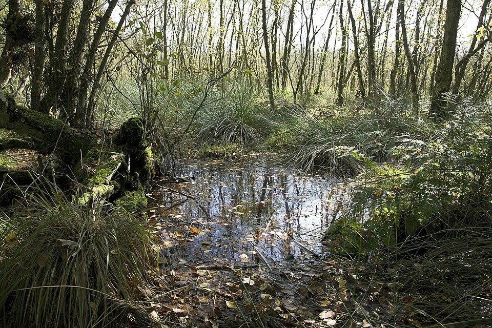Het Bolleveen bij Taarlo